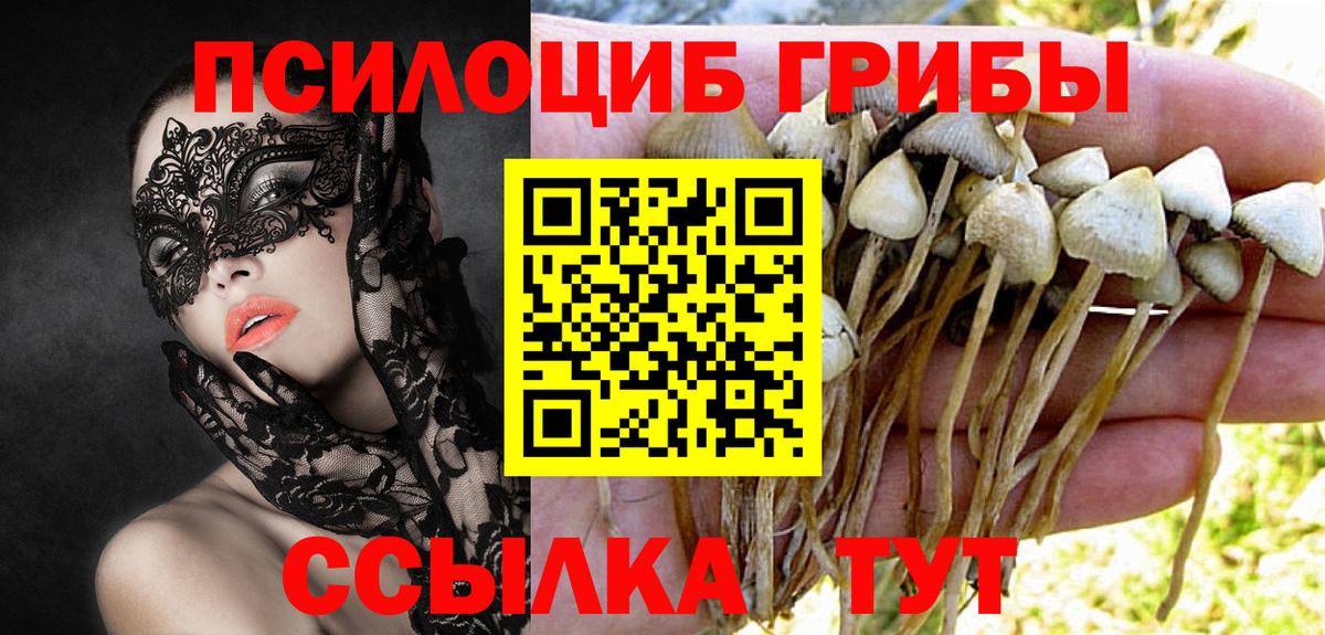 Псилоцибиновые грибы Psilocybe Благовещенск